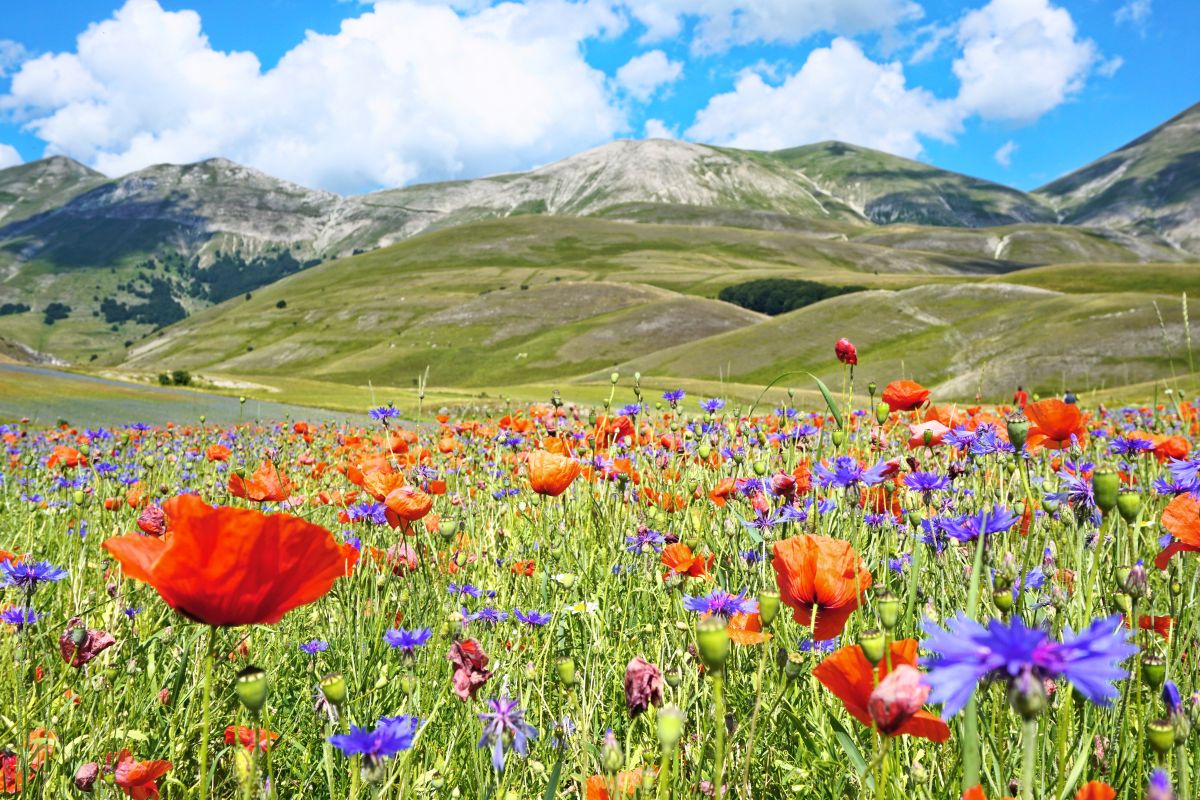 Castelluccio di Norcia e Campo Imperatore - Foto 1